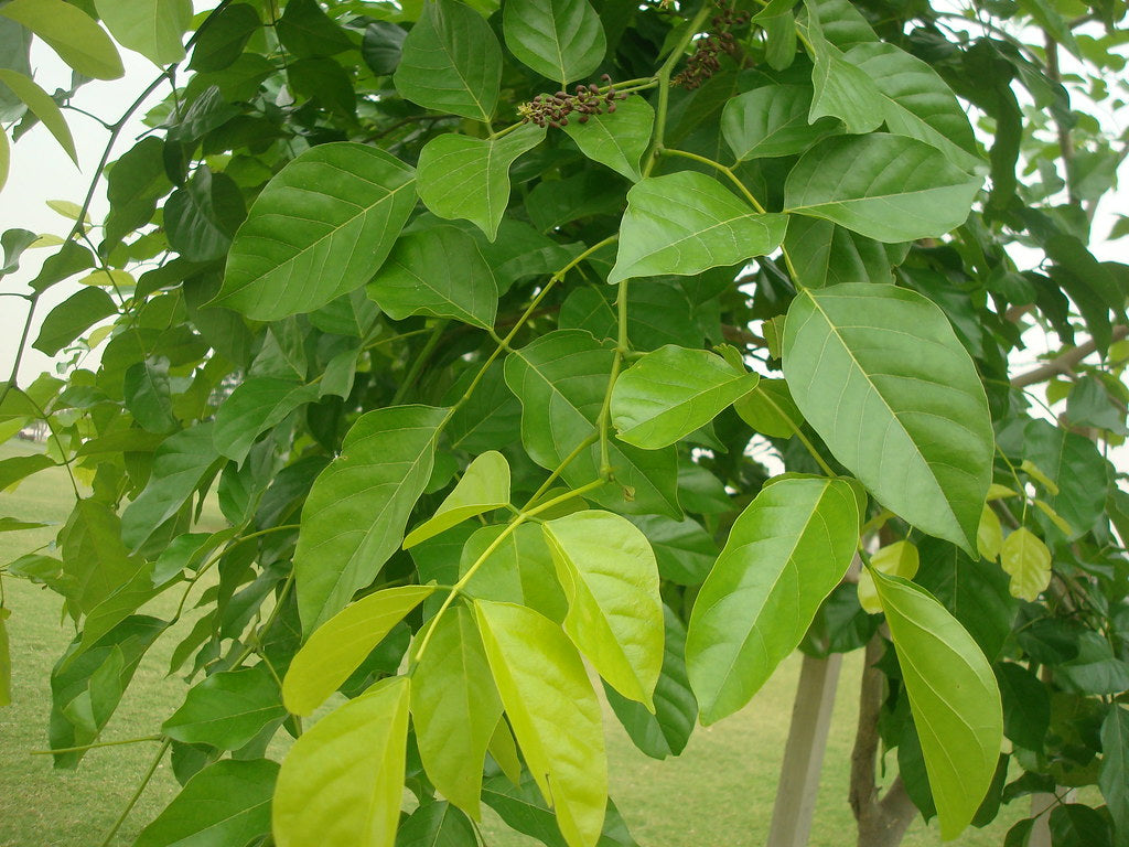 organic-fresh-pongamia-leaves-greendna-india