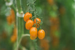 Organic Cherry Tomato Yellow