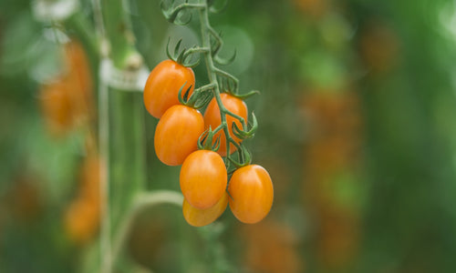 Organic Cherry Tomato Yellow