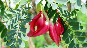 Organic Agathi Keerai Flower Red(Sesbania)