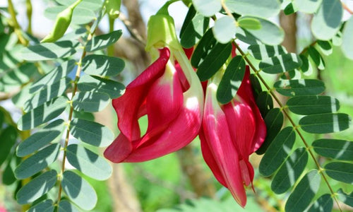 Organic Agathi Keerai Flower Red(Sesbania)