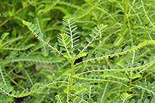 Organic Bhumi Amla/Phyllanthus amarus Leaves