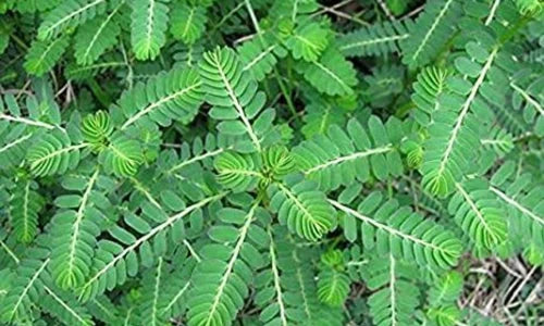 Organic Bhumi Amla/Phyllanthus amarus Leaves