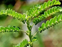 Organic Bhumi Amla/Phyllanthus amarus Leaves