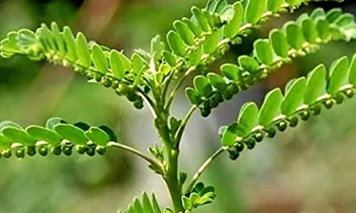 Organic Bhumi Amla/Phyllanthus amarus Leaves