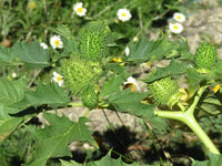 Organic Datura Fruit