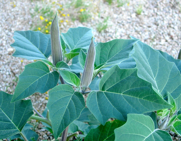 Organic Datura Leaves