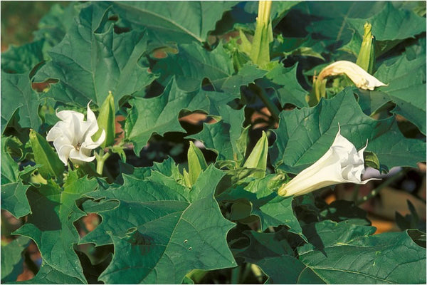 Organic Datura Leaves