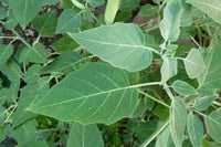 Organic Datura Leaves