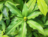 Insulin Herbal Rare Costus Igneus Ayurvedic Medicinal Plant