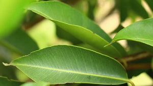 Organic jamun leaves