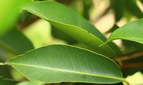 Organic jamun leaves