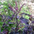 Holy Basil-Krishna Tulsi Plant