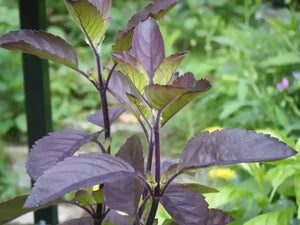 Holy Basil-Krishna Tulsi Plant