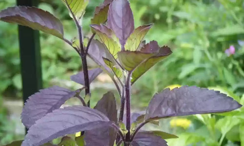 Holy Basil-Krishna Tulsi Plant