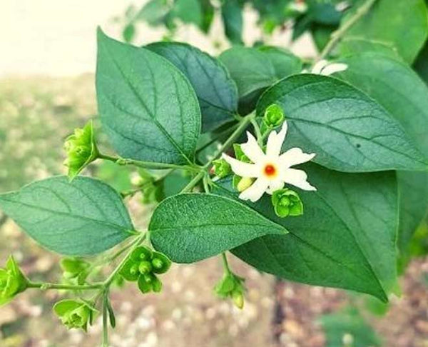 Organic Fresh Parijat-Night Flowering Jasmine Flower