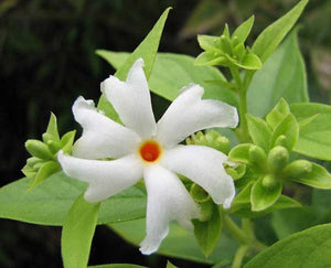 Organic Fresh Parijat-Night Flowering Jasmine Flower