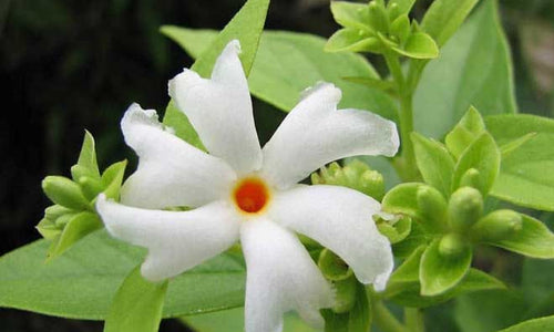 Organic Fresh Parijat-Night Flowering Jasmine Flower