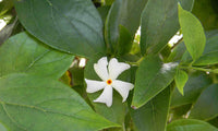 Organic Fresh Parijat-Night Flowering Jasmine Leaves