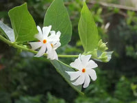 Organic Fresh Parijat-Night Flowering Jasmine Flower