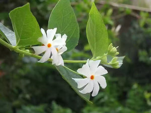 Organic Fresh Parijat-Night Flowering Jasmine Leaves