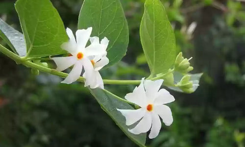 Organic Fresh Parijat-Night Flowering Jasmine Leaves