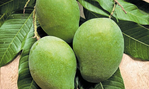 Organic Raw Pickle  Mango (Amlet)-Wholesale