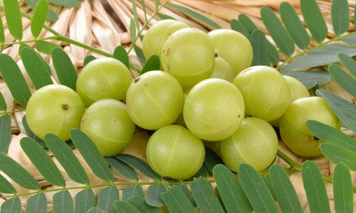 Organic Gooseberry / Amla