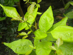 Organic Bale Leaves (Balepatra)