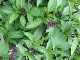 Organic Basil Leaf GreenDNA India