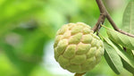 Organic Custard Apple-OFFER