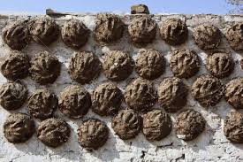 909 Cow Dung Cake Images, Stock Photos & Vectors | Shutterstock