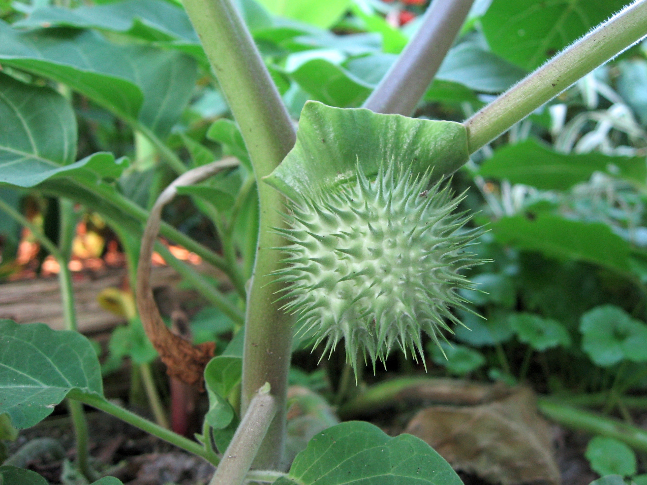 Organic Datura Fruit – GreenDNA® India