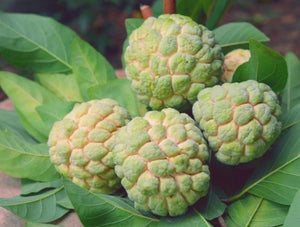 Organic Custard Apple-OFFER