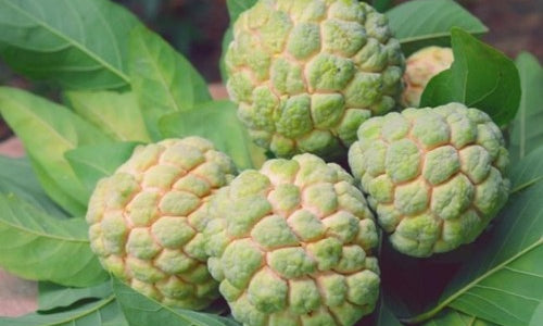 Organic Custard Apple-OFFER