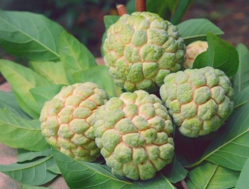 Organic Custard Apple-OFFER