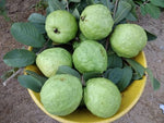 Organic Thai Guava